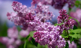 丁香花的特点 丁香花的特点是什么六年级
