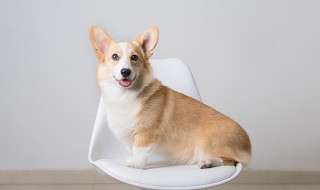 拌饭怎样做狗狗爱吃 狗狗吃什么拌饭比较好