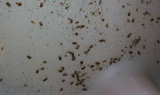 如何判断棕垫生没生虫 棕垫怎么判断