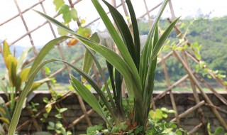 兰花干剪方法 兰花干剪方法图解