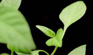 有象征意义的植物（有什么具有象征意义的植物）