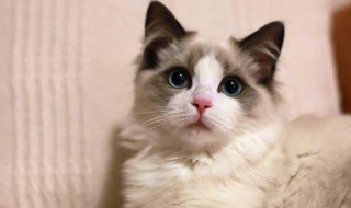 如何做猫咪的猫砂 如何做猫咪的猫砂视频