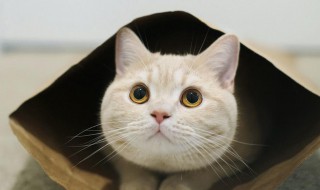 猫沐浴露怎么挑（猫沐浴露怎么选）