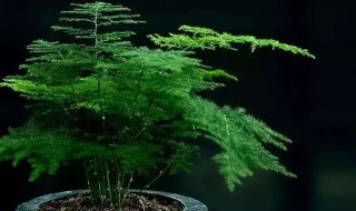 文竹开花寓意什么兆头 文竹开花寓意什么兆头风水