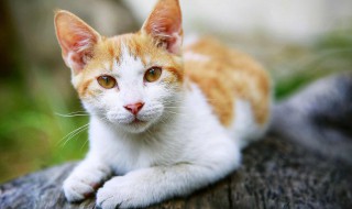 什么属相不能养猫（什么属相不能养猫咪）