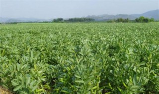 蚕豆什么时间播种（蚕豆什么时间播种合适呢）