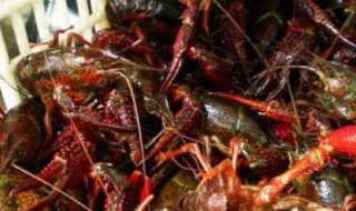 养小龙虾怎么换水 养小龙虾怎么换水?