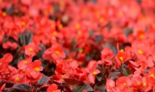 秋海棠花的养殖方法（秋海棠花的养殖方法和注意事项夏天）