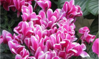 养仙客来的忌讳 养仙客来好吗