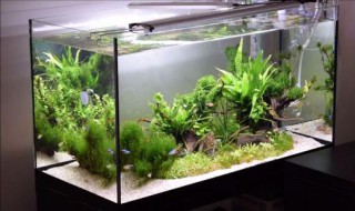 沉木绑水草教程 沉木如何绑水草