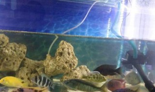 慈鲷鱼怎么养（慈鲷鱼怎么养繁殖）