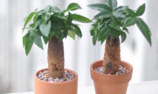 发才树怎么养（发才树怎么养视频）