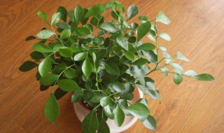 盆栽花卉养殖方法（盆栽花卉养殖方法和技术）