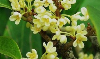 四季桂花怎么剪枝（四季桂花怎么剪枝最好）