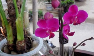 蝴蝶兰土怎么配制（蝴蝶兰栽培土配制）