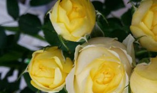 金丝雀月季怎么养（金丝雀月季怎么养成大包子）