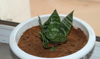 虎皮兰秋天能换盆吗（虎皮兰秋季换盆后几天可以浇水）