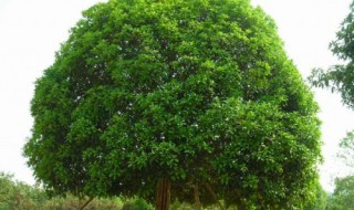 桂花树太高怎么办（桂花树太高怎么办视频）