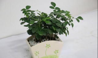 九里香扦插 九里香扦插繁殖方法