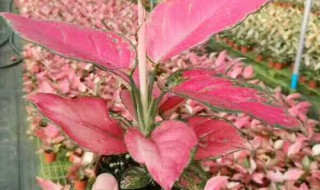 吉利红怎么养 吉利红怎么养才能一颗变多棵