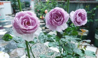 月季小苗如何养壮 月季小苗如何养壮视频