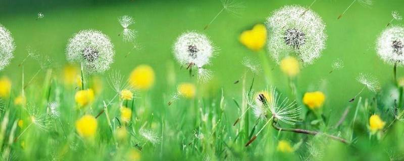 蒲公英是不是花（原神芙罗拉蒲公英是不是花）