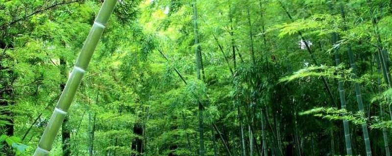 竹子象征着什么（竹子象征着什么职业的人）