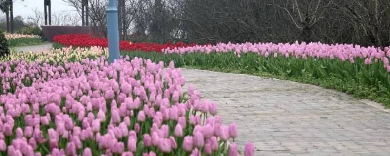 长寿郁金香花海在哪里 哪有郁金香的花海