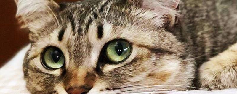关于猫的谜语（关于猫的谜语导入）