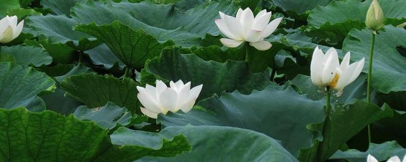 白色象征着什么（黑色象征着什么）
