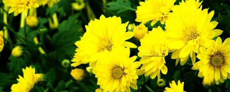 菊花的香味怎么形容（菊花的香味怎么形容四个字）