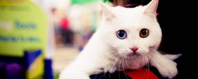 国际猫咪节是几月几日（国际猫猫节）