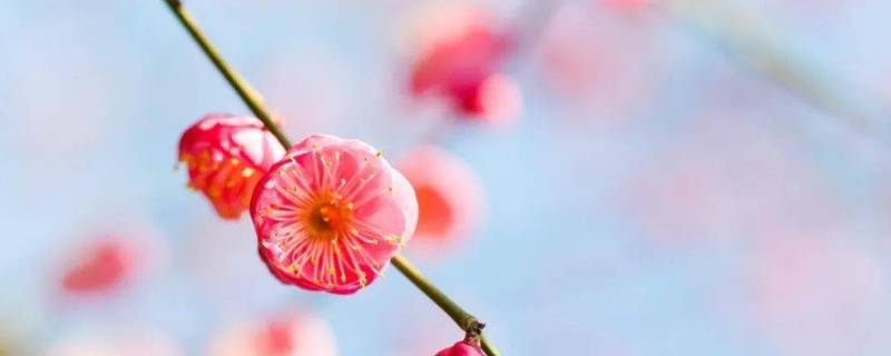 照母山梅花在哪个位置（照母山梅园）