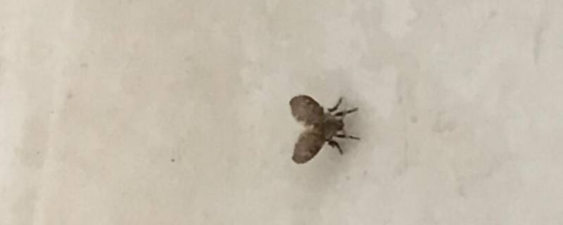 卧室小飞虫怎么生出来的（卧室小飞虫怎么生出来的视频）