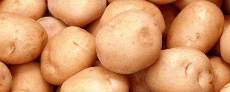 土豆上的黑色斑点是什么（土豆上的黑色斑点是什么虫）