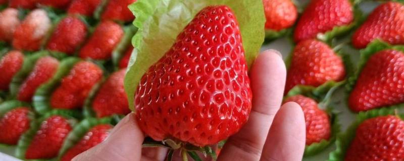 丹东99草莓与普通草莓区别（丹东草莓和丹东99草莓）