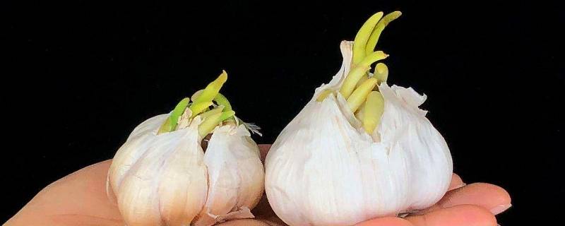 蒜头发芽了还能吃吗（蒜头发芽了还能吃吗怎么种）