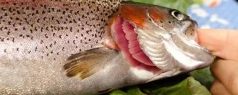 鱼鳃里面白色像弹簧能吃吗 鱼鳃里面白色像弹簧的是什么