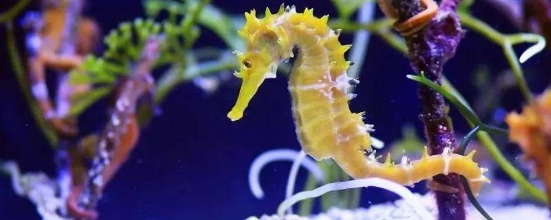 海马是哪类动物（海马是哪类动物森林驿站）