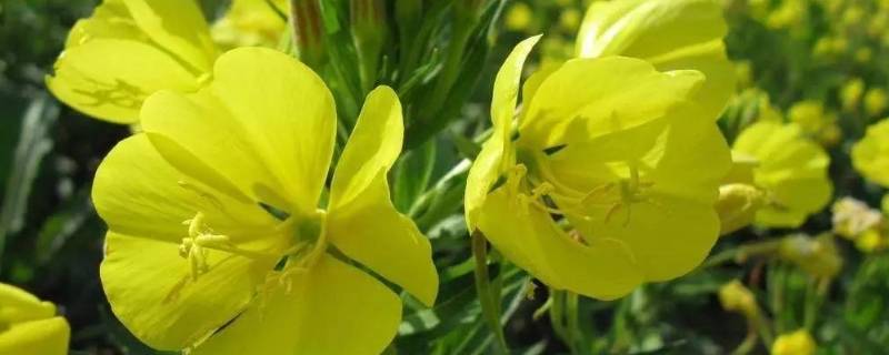 什么蔬菜含黄花草油酸（什么蔬菜含黄花草油酸最高）