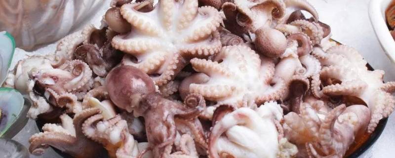 八爪鱼的内脏不清理可以吃吗（八爪鱼内脏不清理能吃吗）