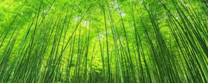 竹的文化寓意 竹文化寓意800