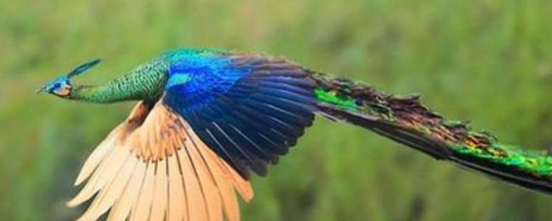 鸟中皇后什么鸟（鸟中皇后什么鸟好养）