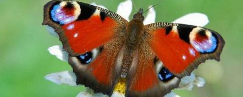 大孔雀蝶的外形特点和生活特征 大孔雀蝶的外形特点和生活特征作文
