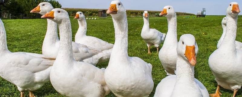 生蛋的是什么类动物（动物三大类是哪三类）