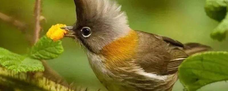 释槐鸟是什么鸟 蓝桉已遇释槐鸟分手句