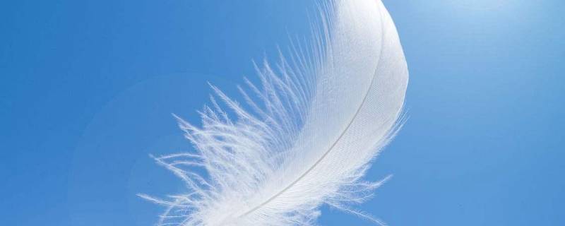 羽毛代表什么象征意义（背景墙羽毛代表什么象征意义）