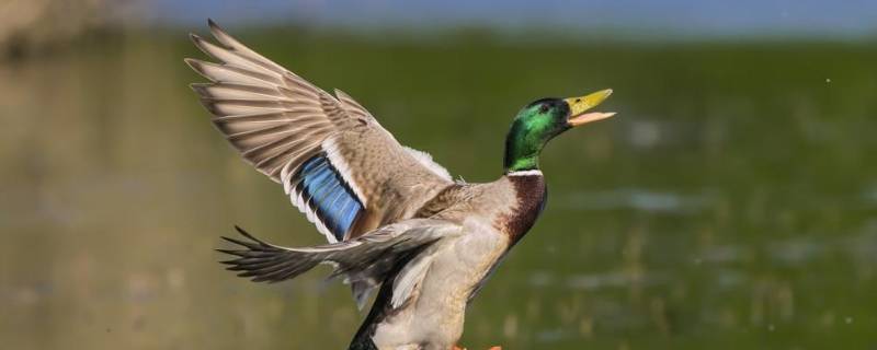 野鸭是几级保护动物（野鸡是几级保护动物）