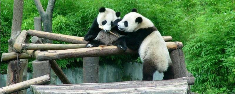 卧龙自然保护区保护什么动物（四川卧龙自然保护区保护什么动物）