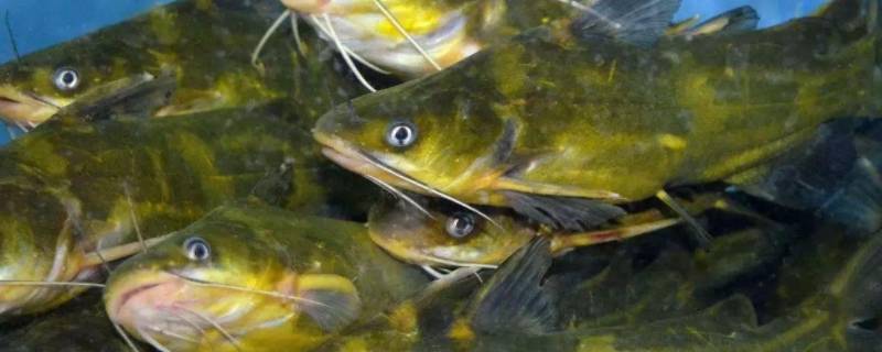 昂公鱼的学名（昂公鱼的学名怎么读）